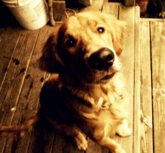 Photo of the Week: Dog Days of Summer Image